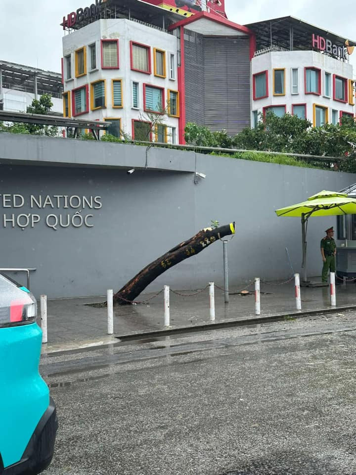 Tuy nhiên, phần gốc cây không bật lên, vì vậy nhiều người vẫn hi vọng rằng cây sẽ có thể đâm chồi, nảy lộc, kiên cường sống tiếp.