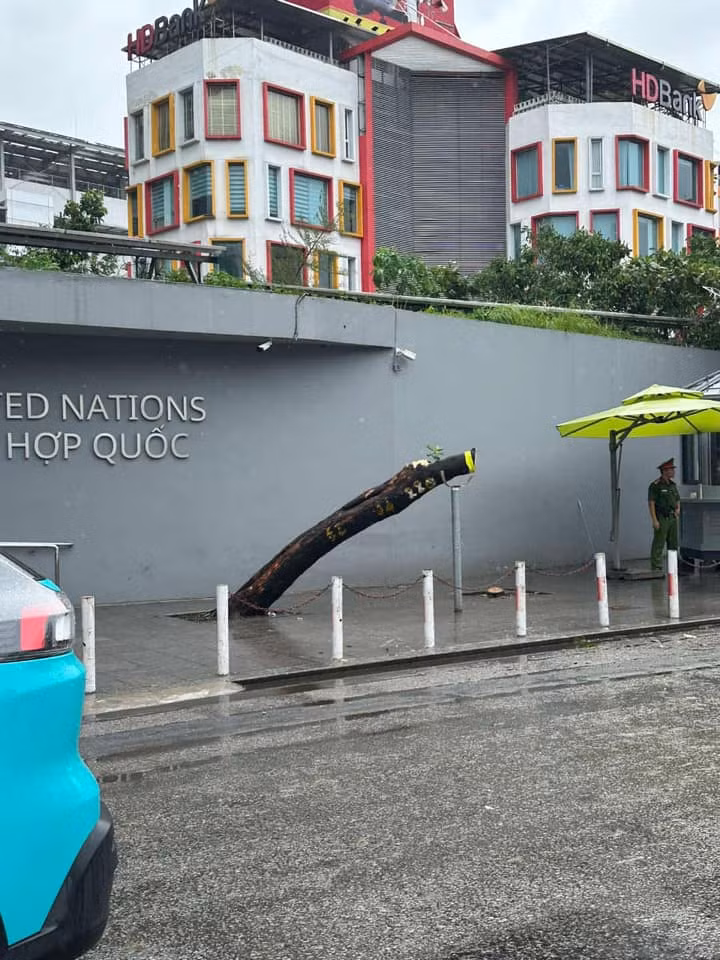 Tuy nhiên, phần gốc cây không bật lên, vì vậy nhiều người vẫn hi vọng rằng cây sẽ có thể đâm chồi, nảy lộc, kiên cường sống tiếp.