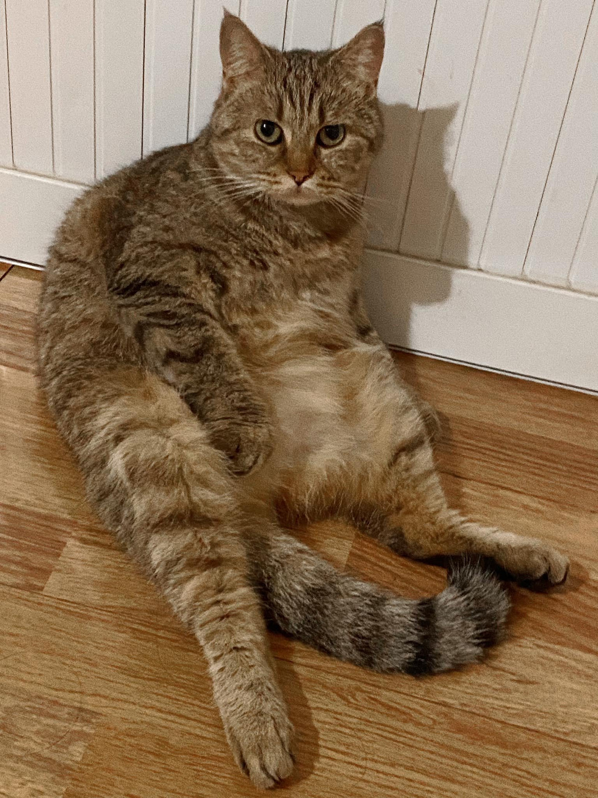 Hành động khiến cô gái không thể chịu đựng được nên đã đăng lên mạng, công khai tên bố cùng những người hàng xóm làm thịt mèo cưng của mình.