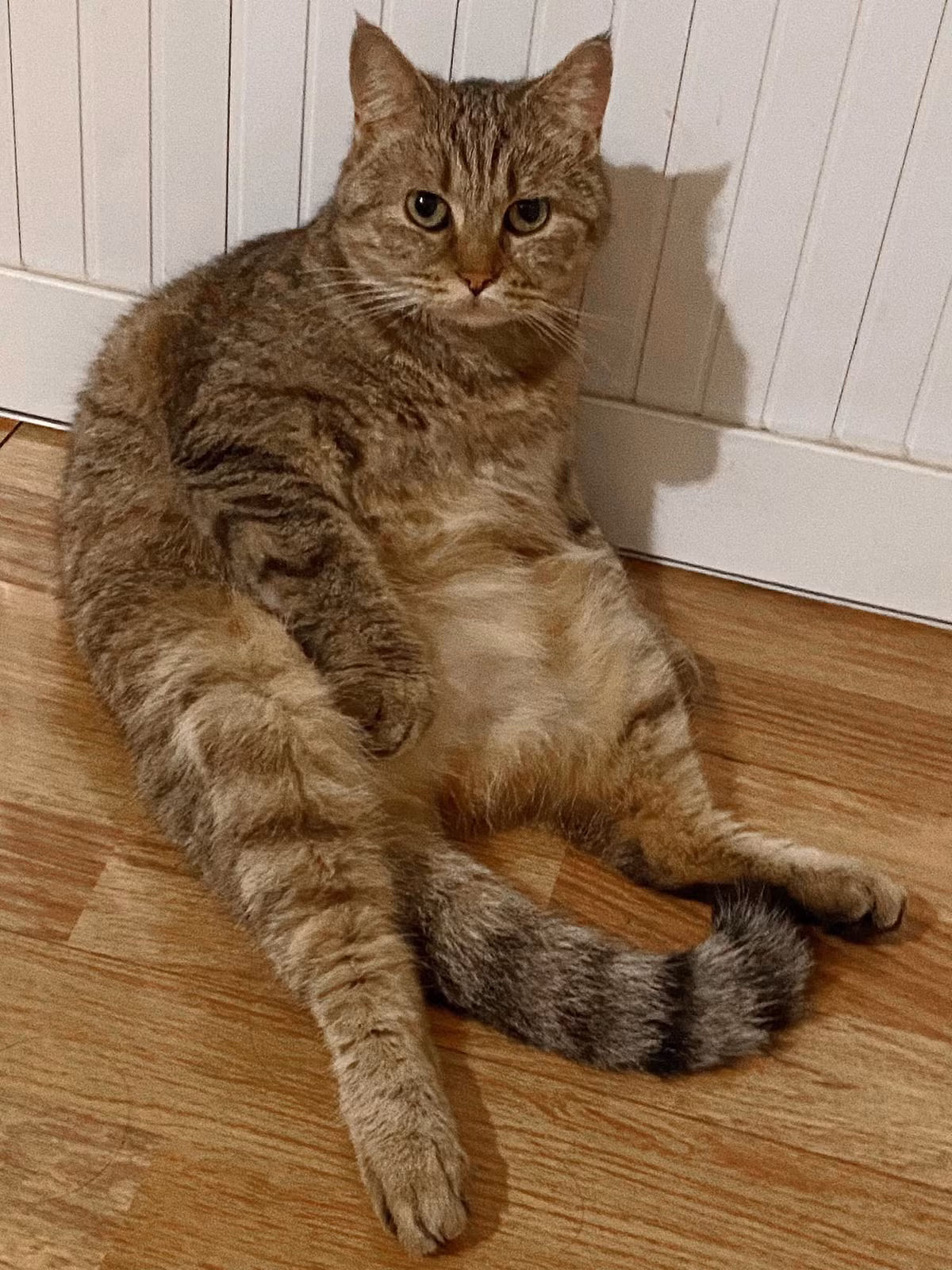 Hành động khiến cô gái không thể chịu đựng được nên đã đăng lên mạng, công khai tên bố cùng những người hàng xóm làm thịt mèo cưng của mình.