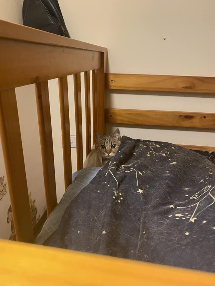 "Con vật cháu nuôi để yêu thương, chứ không phải để cho 1 đống người làm thịt xâu xé nó. Hôm nay cháu mất con của cháu. Hôm nay cháu muốn cả xóm làng này biết bố cháu là con người như thế nào" - cô gái này đau xót kể lại.