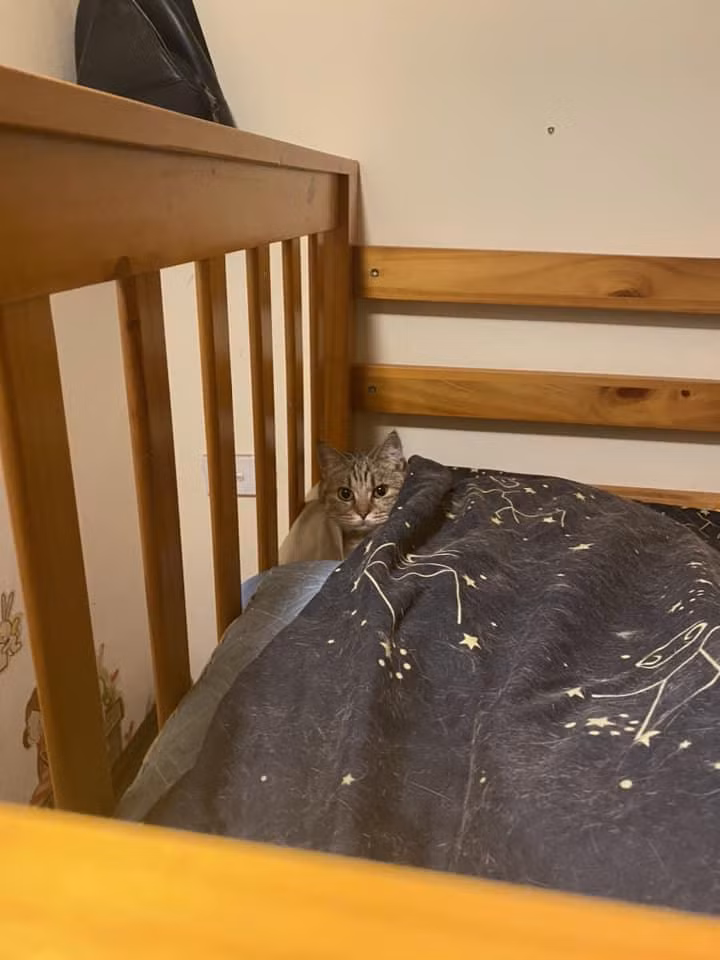 "Con vật cháu nuôi để yêu thương, chứ không phải để cho 1 đống người làm thịt xâu xé nó. Hôm nay cháu mất con của cháu. Hôm nay cháu muốn cả xóm làng này biết bố cháu là con người như thế nào" - cô gái này đau xót kể lại.