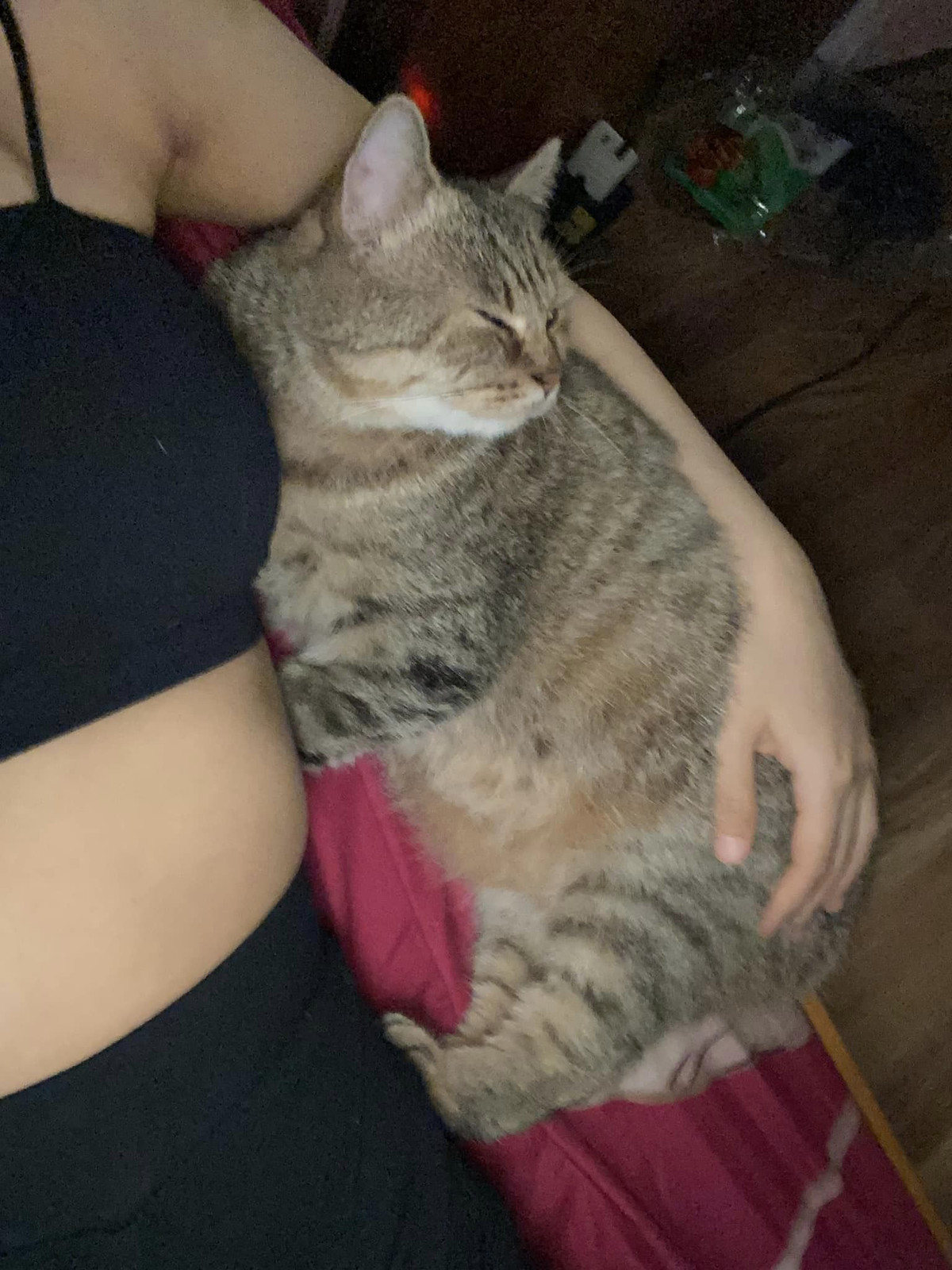 Ngay sau khi xuất hiện, câu chuyện đau lòng đã gây rúng động MXH. Rất nhiều ý kiến trái chiều xung quanh câu chuyện này. Hầu hết nhiều quan điểm cho rằng người bố quá nhẫn tâm, nhiều người bày tỏ sự phẫn nộ: "Thương em, thời này có thiếu gì đồ ăn mà đằn mèo cảnh mà lại con gái nuôi như thế ra mà ăn như đói khát thế không biết, đứt ruột đứt gan", "ba mẹ mình cực khó tính nhưng đồ mà con cái nâng niu chưa bao giờ động vào. đơn giản tôn trọng quyền riêng tư và yêu thương đi kèm với thương yêu".