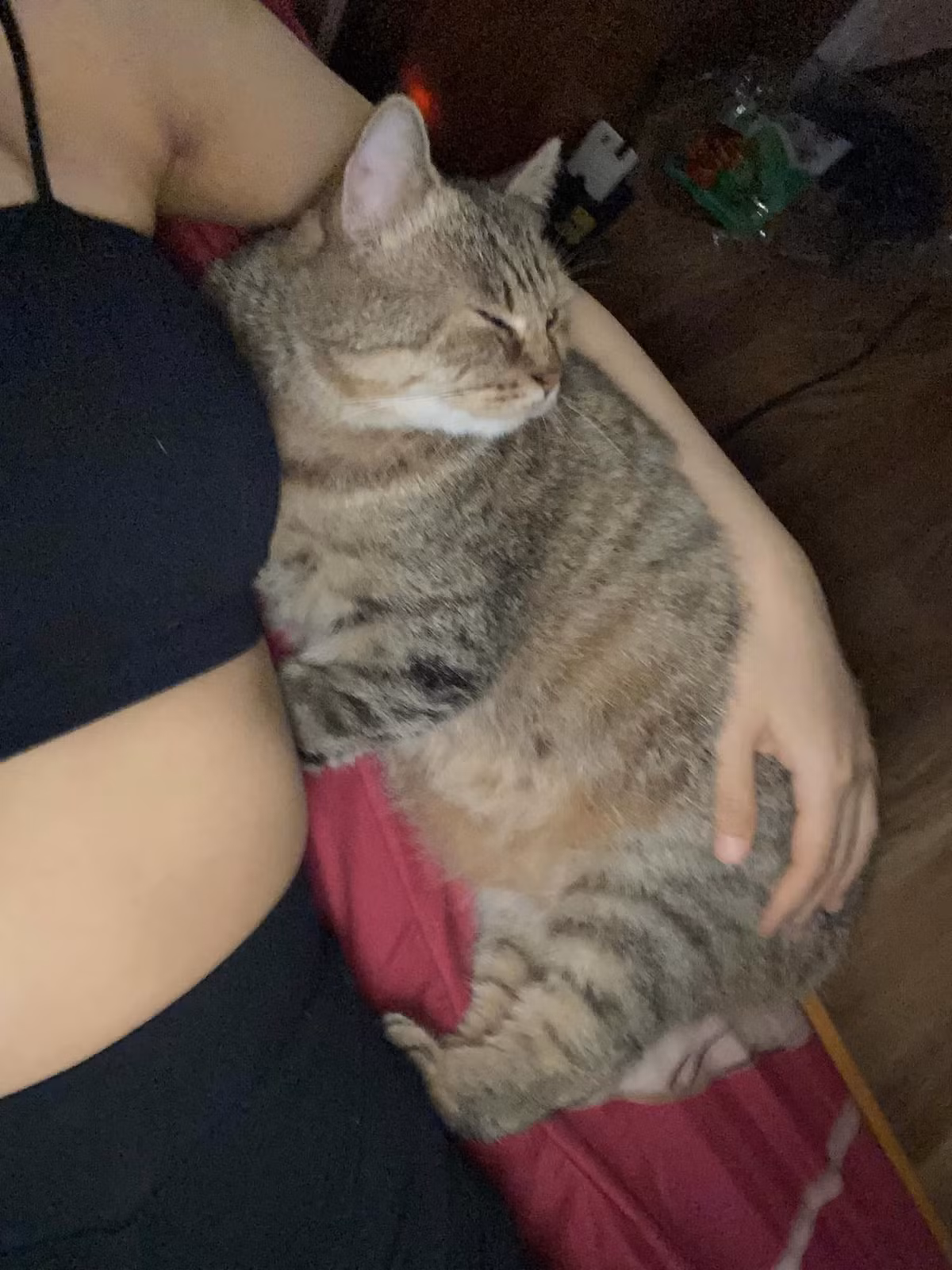 Ngay sau khi xuất hiện, câu chuyện đau lòng đã gây rúng động MXH. Rất nhiều ý kiến trái chiều xung quanh câu chuyện này. Hầu hết nhiều quan điểm cho rằng người bố quá nhẫn tâm, nhiều người bày tỏ sự phẫn nộ: "Thương em, thời này có thiếu gì đồ ăn mà đằn mèo cảnh mà lại con gái nuôi như thế ra mà ăn như đói khát thế không biết, đứt ruột đứt gan", "ba mẹ mình cực khó tính nhưng đồ mà con cái nâng niu chưa bao giờ động vào. đơn giản tôn trọng quyền riêng tư và yêu thương đi kèm với thương yêu".