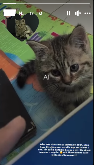 Chiều 7/9, cô gái có cập nhật về sự việc và tuyên bố đây là lần cuối cùng nhắc đến mèo cưng: “Đêm hôm trước nằm xem lại tin từ năm 2021, sáng hôm sau thì chẳng còn em nữa. Bye em bé của chị nhé. Lần cuối chị đăng em bé của chị lên rồi chị sẽ cất em vào trong tim. Mãi yêu em bé của chị. Love you!”. (Ảnh: Facebook)