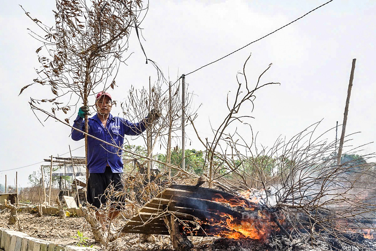 Người dân đốt bỏ hàng nghìn gốc đào sau lũ. Người dân Nhật tân cho biết, hàng ngày, họ tỉ mỉ tưới nước, bón phân, tỉa cành, mong chờ những bông hoa đào nở rộ vào dịp Tết. Thế nhưng, cơn lũ bất ngờ đã cướp đi tất cả, để lại những gốc đào trơ trụi, khiến người dân làng đào trắng tay.