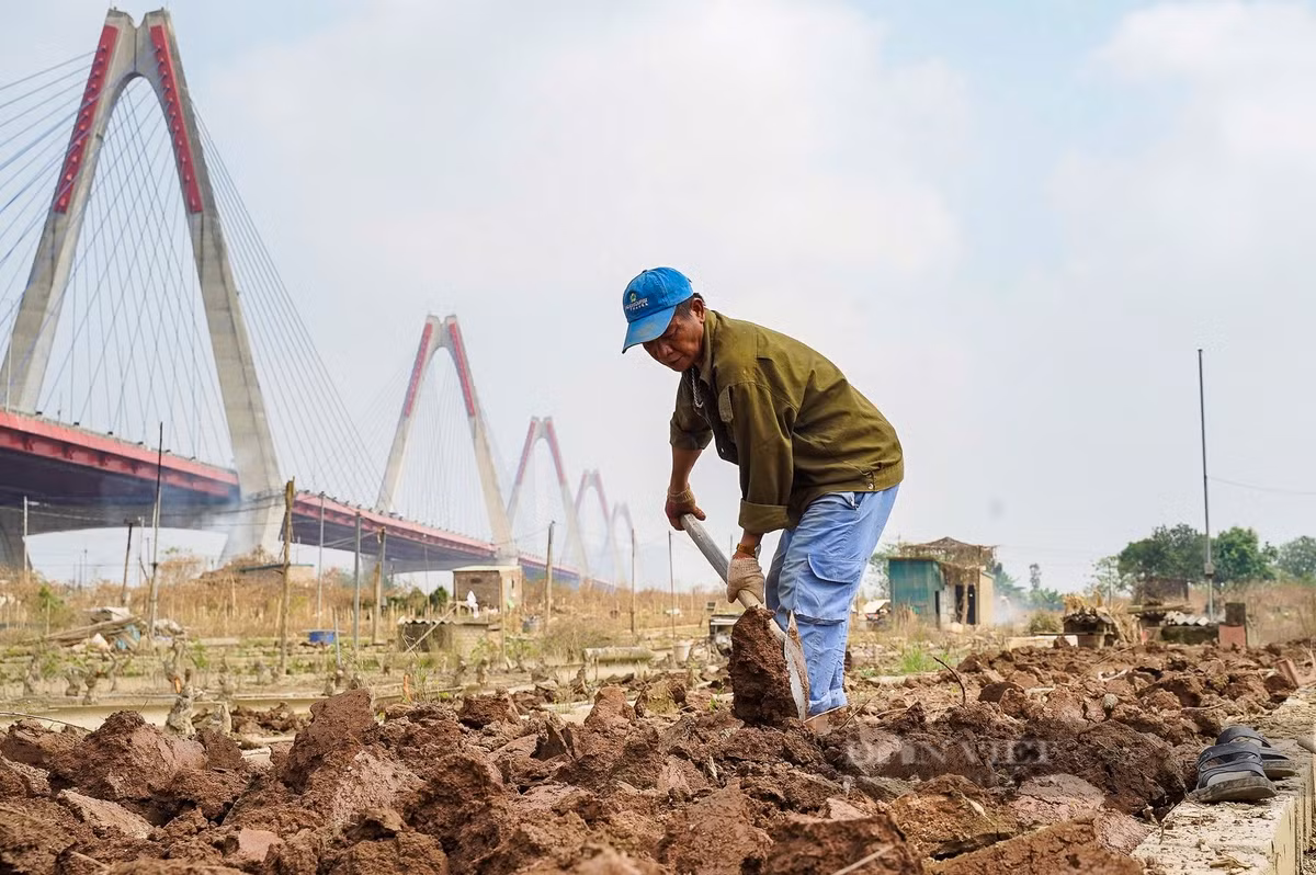 Ông Nguyễn Văn Mạnh cho biết: "Cơn bão đã cuốn trôi lớp phù sa màu mỡ, khiến đất đai trở nên cằn cỗi. Nhưng chúng tôi không nản lòng, mà cố gắng cày xới, bón phân, làm tơi đất để xây dựng lại làng đào".