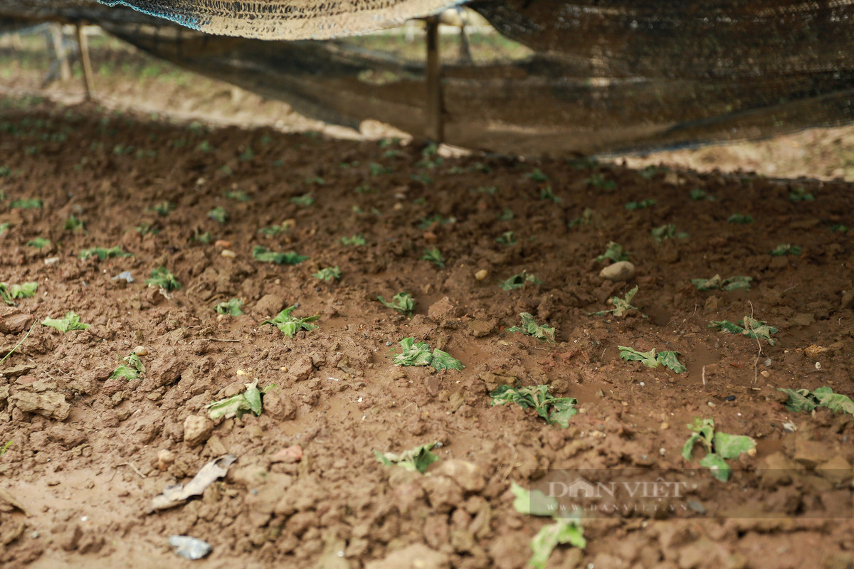 Người dân bắt đầu trồng lại từng cây giống nhỏ.