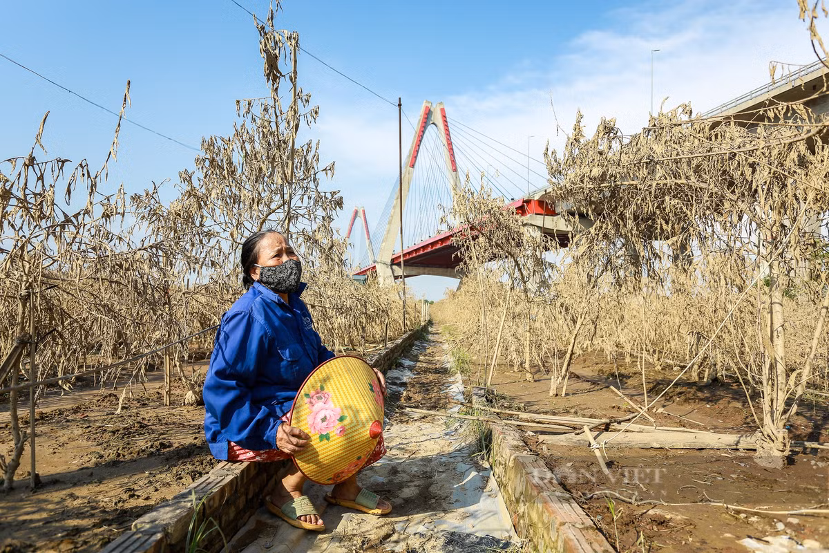 Hàng nghìn gốc đào dưới chân cầu Nhật Tân bị bao phủ trong bùn đất.
