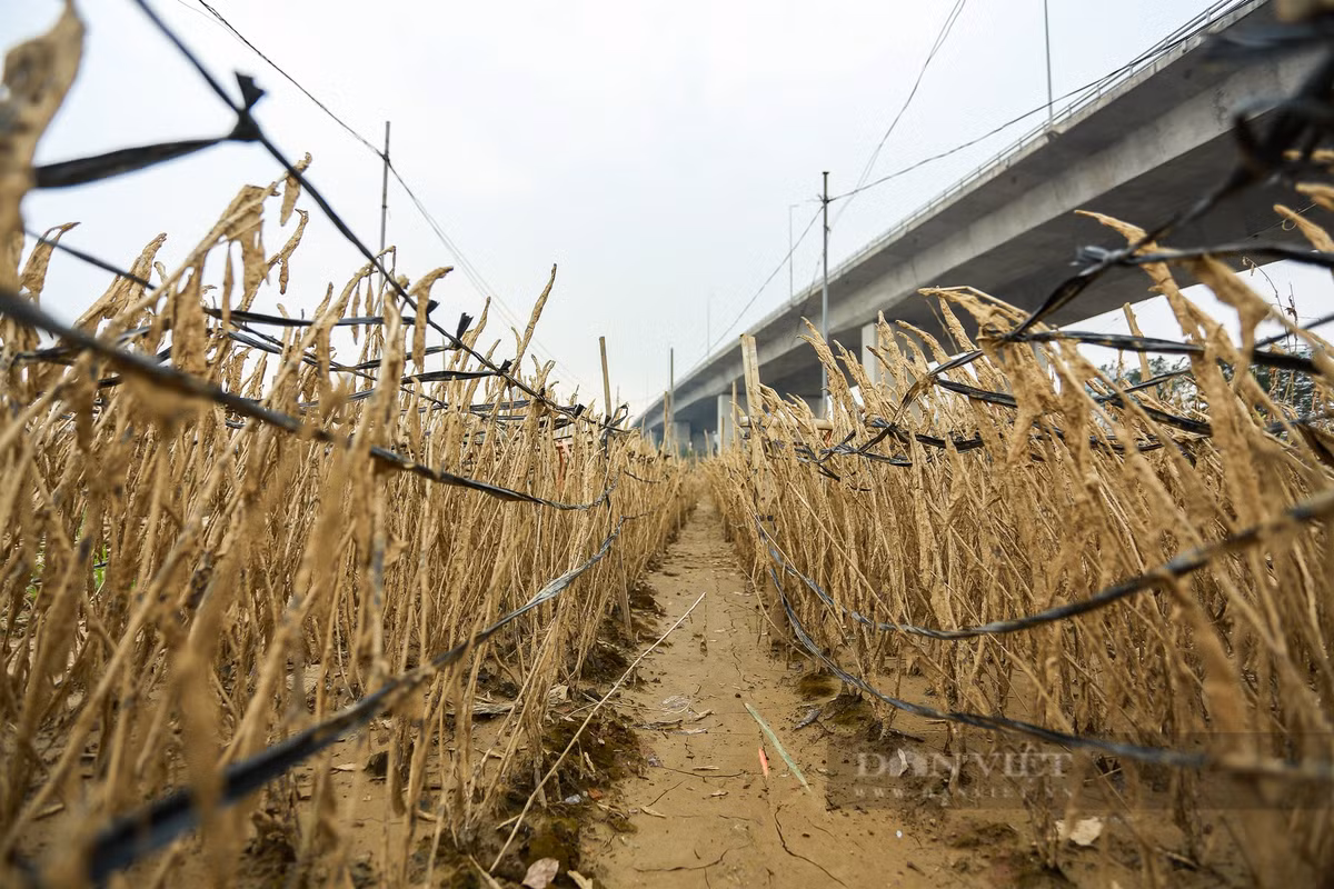 Nhiều diện tích hoa màu cũng bị ảnh hưởng nặng nề.