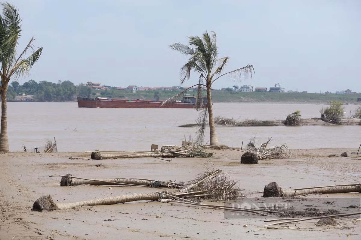 Có thể nói, khu vực ven sông Hồng đoạn đi qua Hà Nội bị ảnh hưởng rất nặng nề do lũ lụt, từ những ruộng rau, cây đến các công trình xây dựng, vui chơi... đều bị hư hỏng.