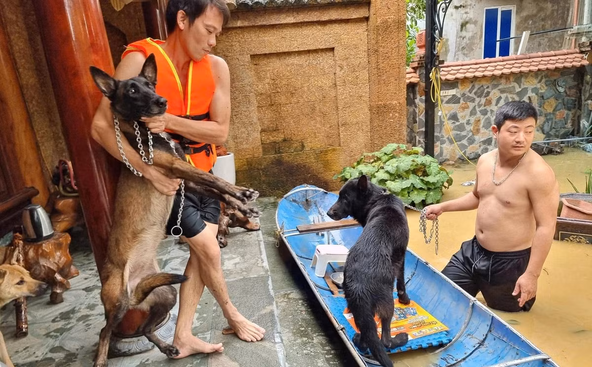 2 chú cún bị "bế" đi hơi hoang mang một chút, nhưng sau đó thì vô cùng hợp tác.
