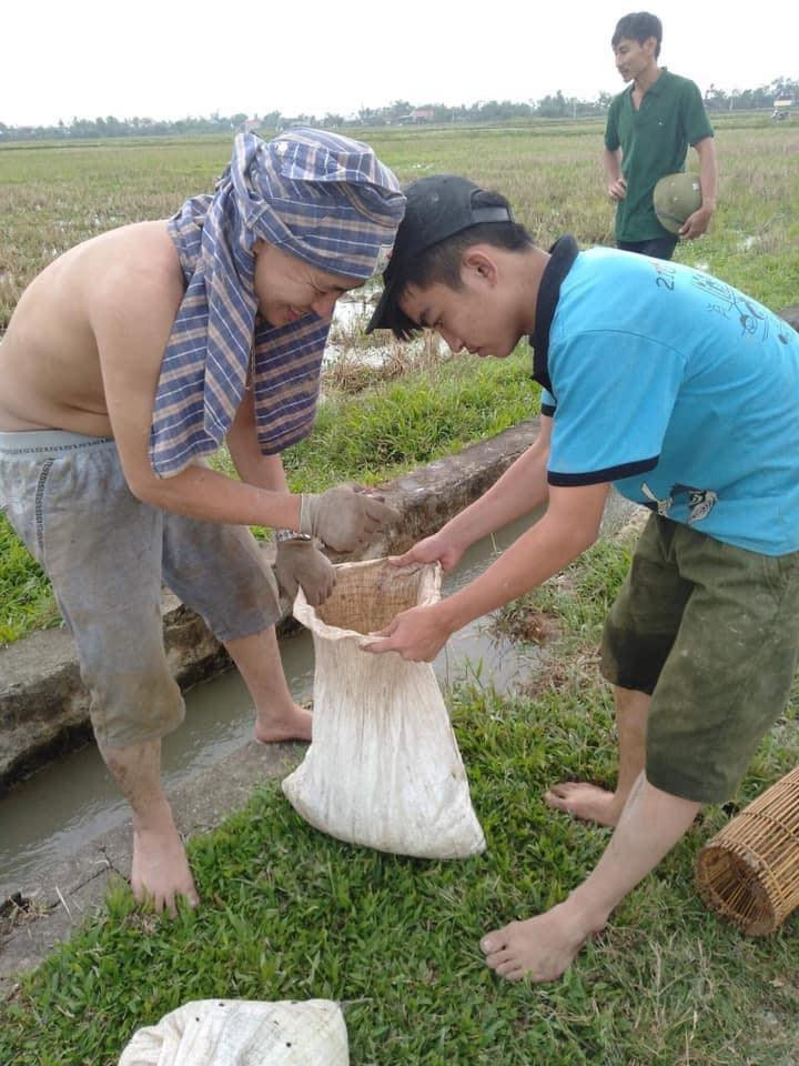 Những ngày này, lúa vừa được thu hoạch xong, chỉ còn những gốc rạ chưa được cày xới. Nhiều thanh niên, chủ yếu là trai tráng rủ nhau ra đồng tìm những hang chuột đồng để bắt chuột.