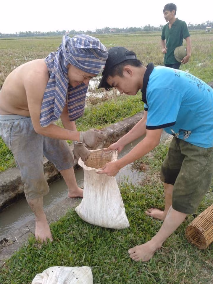 Những ngày này, lúa vừa được thu hoạch xong, chỉ còn những gốc rạ chưa được cày xới. Nhiều thanh niên, chủ yếu là trai tráng rủ nhau ra đồng tìm những hang chuột đồng để bắt chuột.