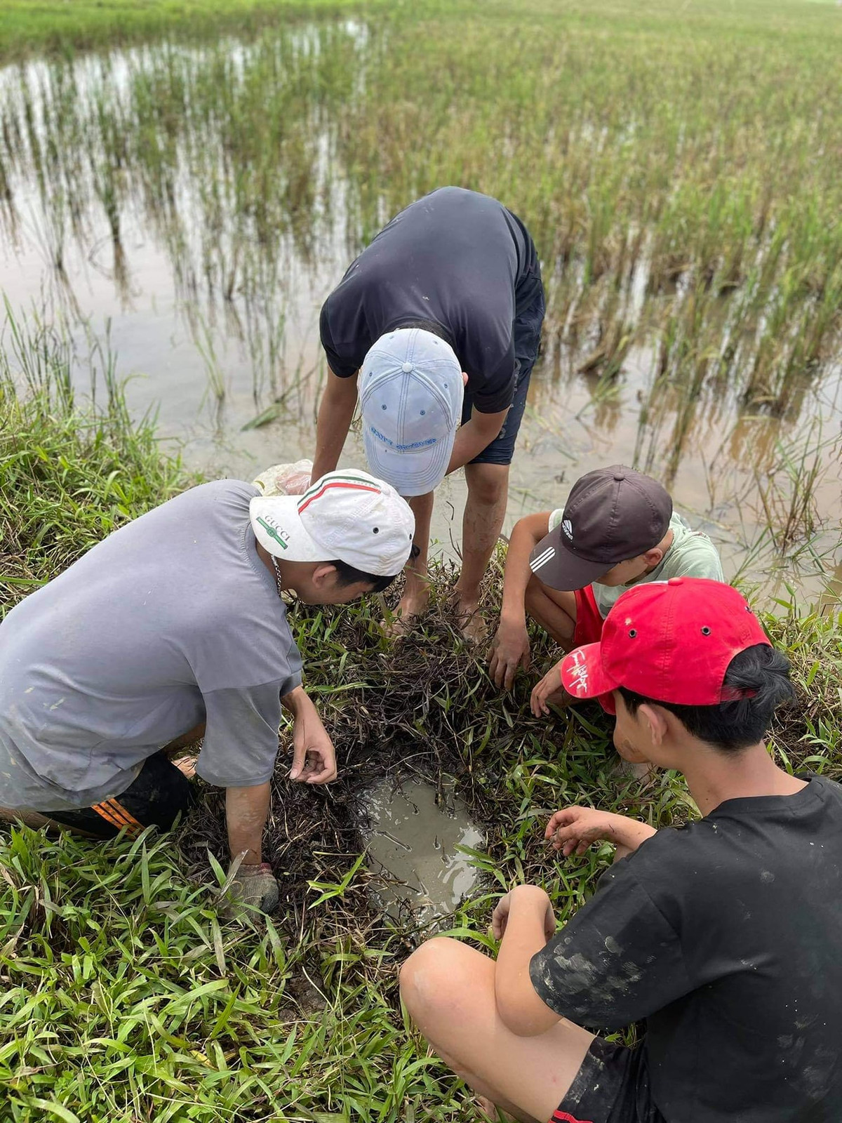 Dù có thể bắt chuột quanh năm, tuy nhiên đến vào khoảng thời gian này thì mới "đúng mùa" thịt chuột, nhiều người dân Yên Thành truyền tai nhau thịt chuột mùa này vừa thơ, vừa béo hơn.