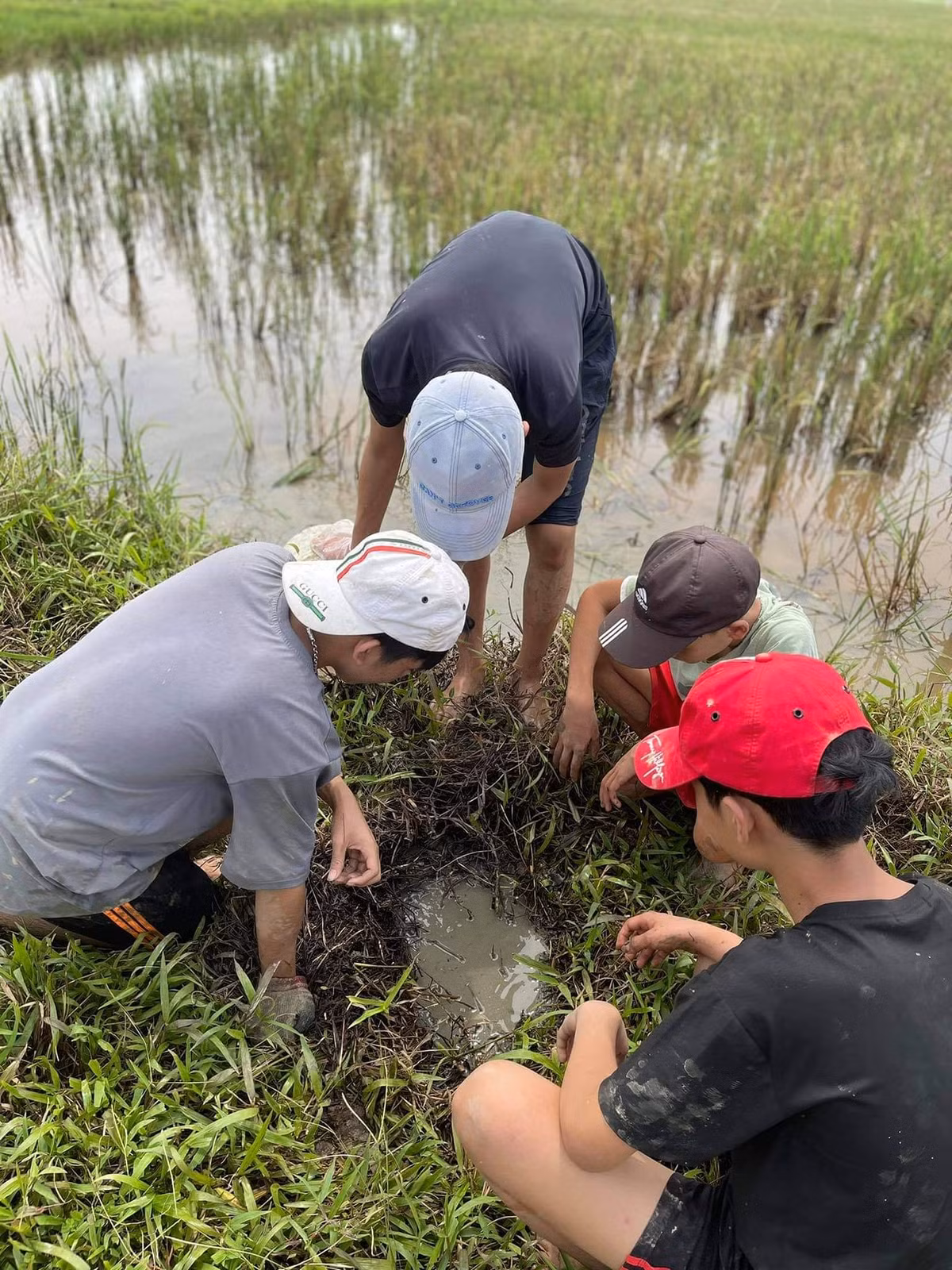 Dù có thể bắt chuột quanh năm, tuy nhiên đến vào khoảng thời gian này thì mới "đúng mùa" thịt chuột, nhiều người dân Yên Thành truyền tai nhau thịt chuột mùa này vừa thơ, vừa béo hơn.