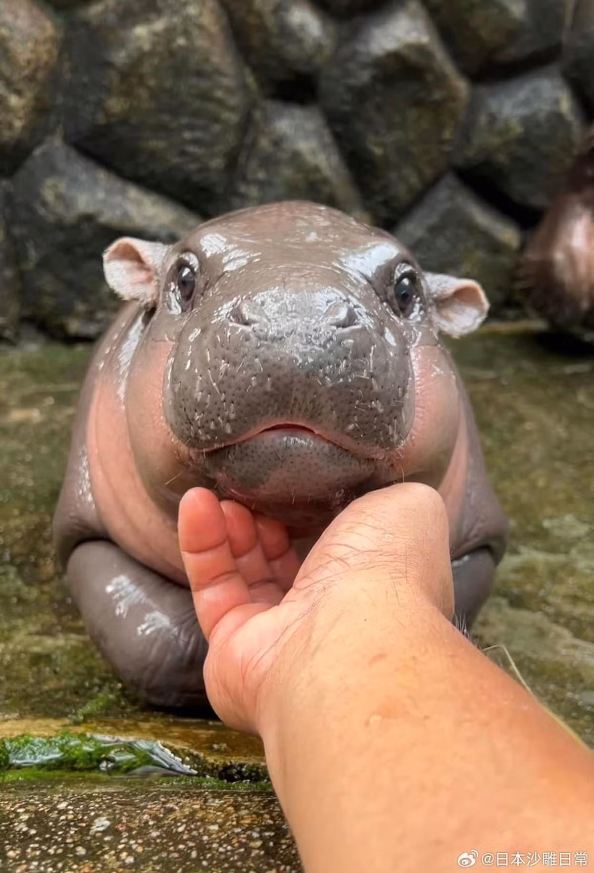 Nét mặt "cưng xỉu" của bé hà mã nổi tiếng xứ chùa Vàng. (Ảnh: Tổng hợp Internet)