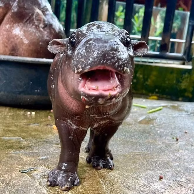 Bé cũng thích nhai đầu gối của người quản lý khi họ đang tắm cho bé.