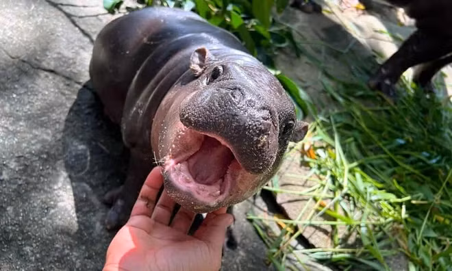 Khi được người trông coi chạm vào, bé hà mã này ngay lập tức bày ra biểu cảm đanh đá "số 2 không ai số 1".