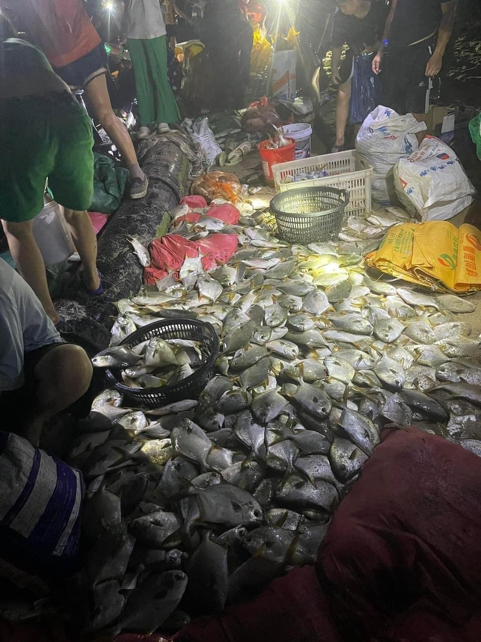 Ngay sau khi bão đã tạm yên, người dân cũng tranh thủ ra nhặt cá về.