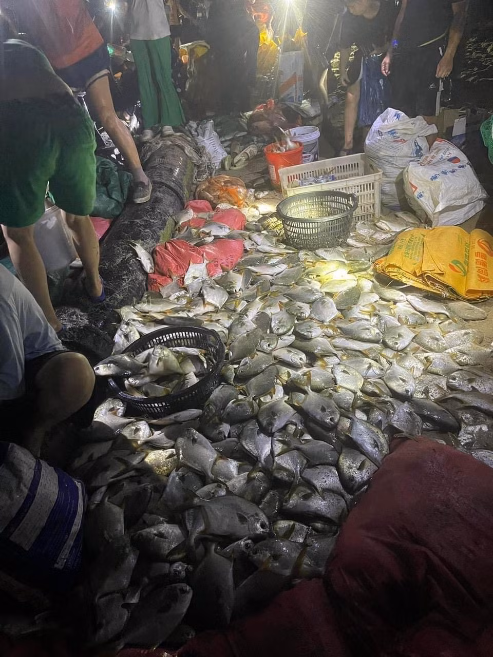 Ngay sau khi bão đã tạm yên, người dân cũng tranh thủ ra nhặt cá về.