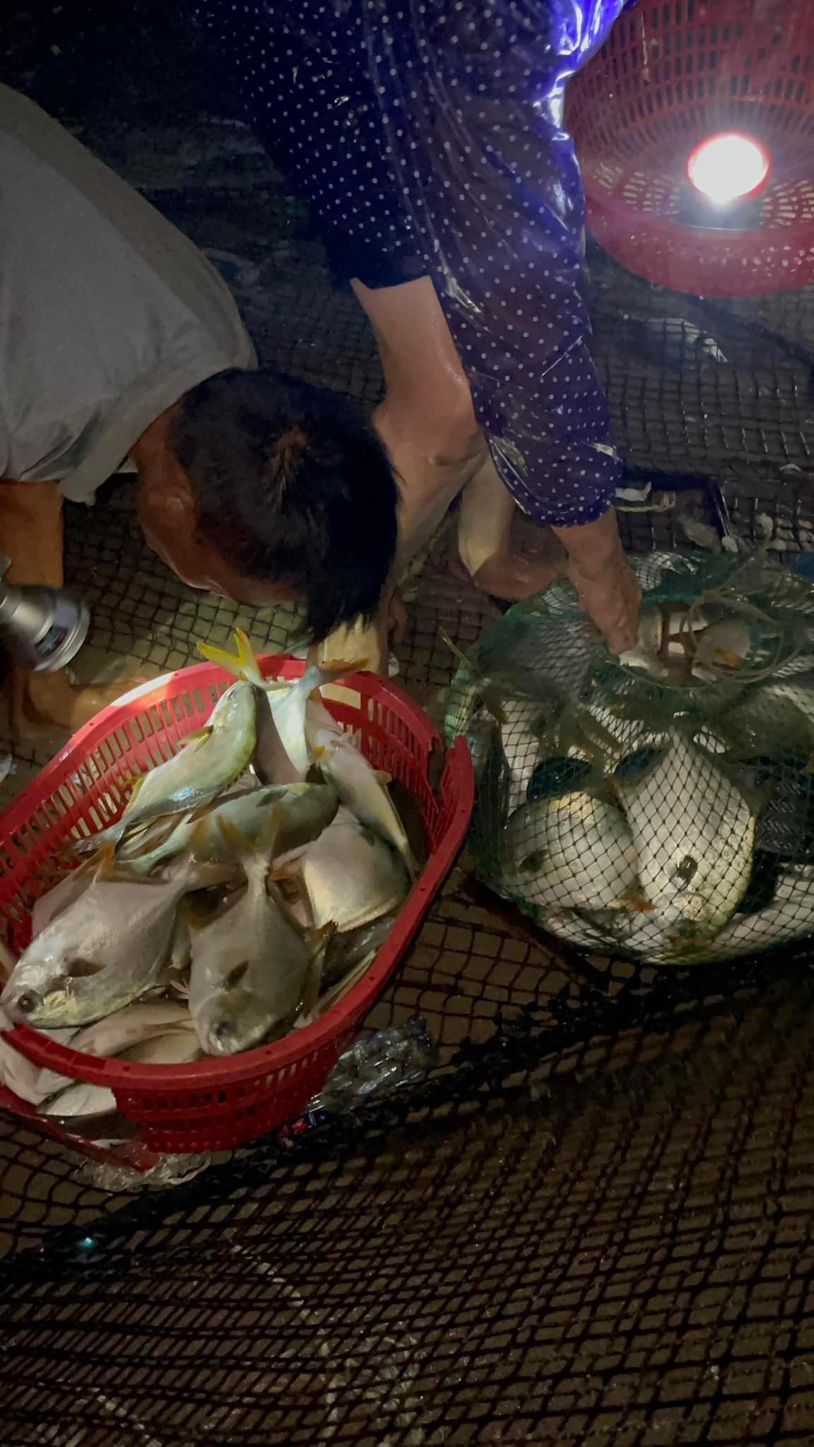 Số lượng lớn cá nằm đầy một khu vực bờ biển Trà Cổ khiến nhiều cư dân mạng cảm thấy khá ngạc nhiên.