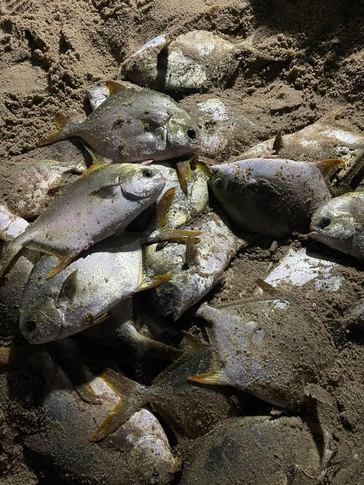 Dựa trên các hình ảnh được ghi lại, đa số những con cá dạt vào bờ là cá chim vàng anh hay cá chim trắng, một loài cá ngon và rất được ưa chuộng.