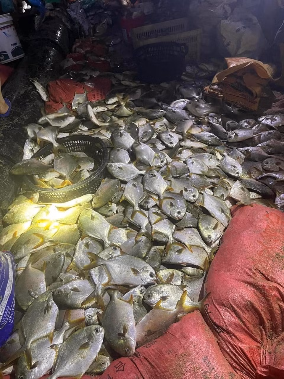 Theo một số hình ảnh được chia sẻ trên mạng xã hội, ngay sau khi cơm bão Yagi đi qua, tại khu vực biển Trà Cổ (Quảng Ninh), cá dạt vào trắng bờ.