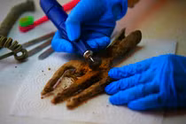 Kinh ngạc phát hiện cây đinh ba kỳ dị 1.700 năm tuổi dưới lòng đất