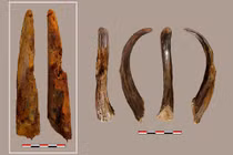 Soi công cụ bằng gỗ cổ nhất của người Neanderthal 