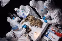 Thứ quái dị trong xác sói 44.000 năm tuổi bị đóng băng 