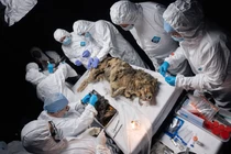 Thứ quái dị trong xác sói 44.000 năm tuổi bị đóng băng 