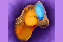 Hộp sọ khủng long mỏ vịt 72 triệu năm chứa bí mật động Trời