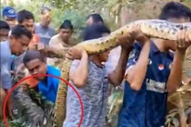 Trăn khổng lồ dài 8,5 mét nuốt trọn người đàn ông Indonesia
