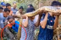 Kinh hoàng trăn siêu to nuốt chửng người giữa ban ngày