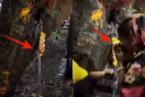 Cây phượng cổ thụ "khóc" ra nước thánh, chuyên gia hé lộ sốc