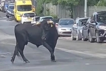 Chú bò trốn lò mổ như phim, kết cục đổi đời gây xúc động