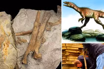 Tiết lộ điều chưa từng biết về “khủng long xứ Wales'