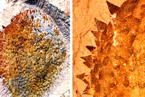 Sự thật ít người biết về loài sên gai thời tiền sử 