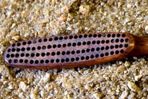 Khai quật bàn chải ngà voi bí ẩn của hoàng đế cuối Brazil