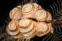 Loài sên biển "đội bánh rán" trên lưng gây sửng sốt