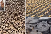 2.000 đầu cừu cổ đại được khai quật tại đền thờ Ramses II