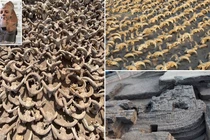 2.000 đầu cừu cổ đại được khai quật tại đền thờ Ramses II