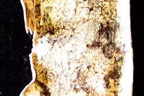 Bia nguyền rủa 2.500 năm tuổi khiến cả thế giới lạnh gáy