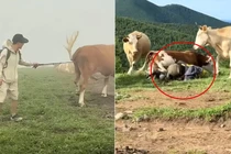 Trêu chọc linh thú, du khách bị đàn bò điên cuồng giẫm đạp