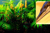 Hóa thạch cá sấu biển cổ đại có hình thù kỳ dị như cá heo