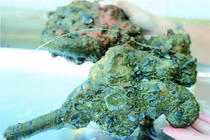 Tìm thấy súng lục hiếm trong vụ đắm tàu thế kỷ 18 