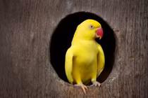 Vẹt cưng phản chủ, giúp cảnh sát triệt phá băng đảng ma túy lớn