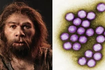 Phát hiện virus cổ đại trong người Neanderthal hé lộ bí mật tiến hóa
