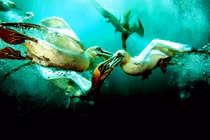 Sự thật gây sốc về loài chim nước đầu tiên trên Trái Đất 